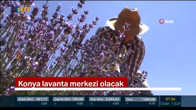 5-Lavanta Merkezi Haberi - NTV SABAH